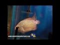 SRT5 -- 5 PLATINUM SRT -- www.aquaticwonderland.com