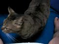 ??????/Give me the catfood!?