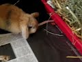 Loppy's baby bunny rabbits
