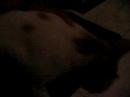 Bunny the Kitty