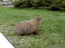 Marmot in Ottawa.