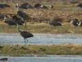 Sandhill Crane Dancing