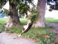 Pit Bull vs. Pecan Tree Pit Bull vs. Pecan Tree