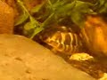 testudo-hermanni-turtle-called-herbie-part6.html