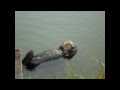 Banho relaxante da Lontra