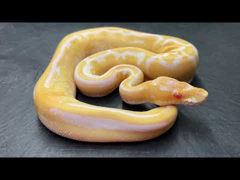 YouTube reptile video