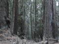 STILLNESS IN THE REDWOODS