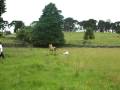 videos de Gineteada na Fazenda da Limeira em Coxilha Rica