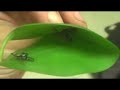 Fighting Spiders - Sub species Fighting Spiders - Sub species