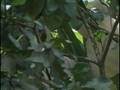 Windward Islands Travel Doc 04