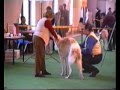 Borzoi video