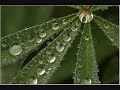 Dewdrops \"This Twilight Garden\" - The Cure