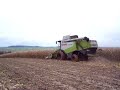 Claas Lexion 550 in Mais