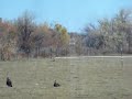 Turkeys Part 1