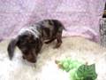 videos de NO.0009 ミニチュアダックス子犬 【とりはら犬舎】