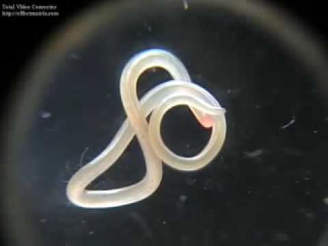 Nemathlminthes Blog Isnaini Subagya