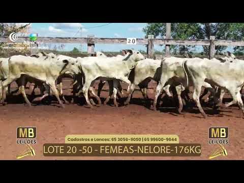 521� LEIL�O VIRTUAL MB LEIL�ES