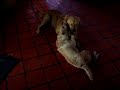 Convivencia canina Convivencia canina