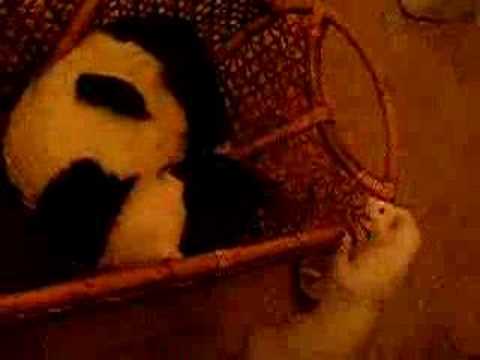 Ferret Pwnage