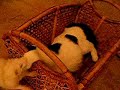 Ferret Pwnage Ferret Pwnage