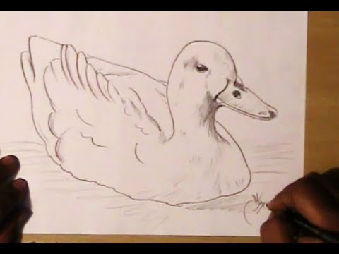how to draw duck