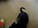 Baby Lexi Playing with Toys