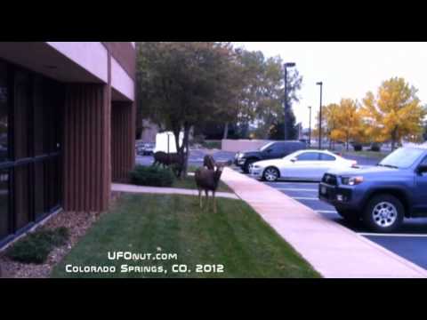 Colorado Springs Deer