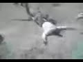 La caida de Anaya piit