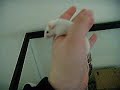 Mice are so cute