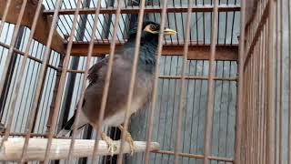 Download Jalak Nias Jantan Manggut Manggut Gacor Mp3