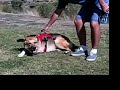 Help Three Legged Dogs with New Ruffwear Web Master Harness Help Three Legged Dogs with New Ruffwear Web Master Harness