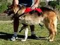 Help Three Legged Dogs with New Ruffwear Web Master Harness