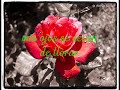 Si ves a mi Amado - Lilly Goodman - Videos Cristianos - CRISTOTUBE