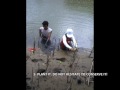 Mangrove Tips Mangrove Tips