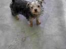 CHIPIE 2