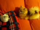 Foxy y Kun jugando