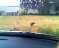 THIS IS ONE BRAVE BIRD!!!