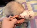 the-seattle-six-ferrets-in-action.html