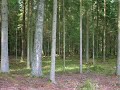 Vieta, kurioje a? u?augau.The place where I grew up Vieta, kurioje a? u?augau.The place where I grew up