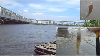 5月29日、平井荒川でテナガエビ&ハゼ釣り満喫