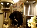 Max The Cat washes to Yma Sumac