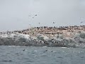 Avian Island, Antarctica