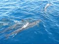 Dolphins near Giftun