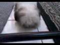 videos de princess barking