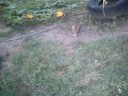 Rabbit eating a pear