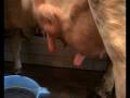 nochmaaal_bauernhof_kuehe_melken.wmv