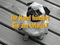 der-hund-der-rueckwaerts-die-treppe-hochlaeuft-.html