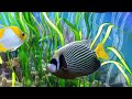 Tropical Fishes Among The Seagrass, from photograph to art the painted look with photoshop