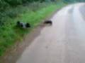 videos de my dogs