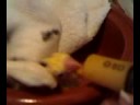 ninfa comiendo
